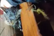Storm Chaser Rescues Tiny Kitten from Tornado Rubble in Mississippi