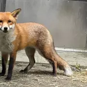 Stowaway Fox Basil Settles in US After Quarantine