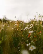 Stunning Wildflower Photos Showcase Britain and Ireland's Flora