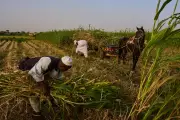 Sudan Farmers Face New Crisis as Middle East Conflict Disrupts Supply Chains