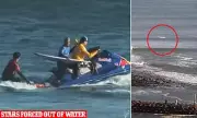 Surfing event halted after photographer bitten by mystery sea creature