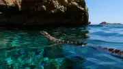 Swimming Snakes Threaten Ibiza's Endemic Lizards