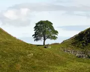 Sycamore Gap Tree to Become 'Living Archive' in New Art Project