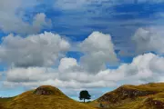 Sycamore Gap Tree to Live On Through National Trust Art Tribute