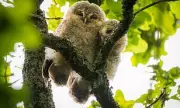 Tawny Owl Chicks Snuggle on Branch as Mother Hunts, Escapes Crow Attack