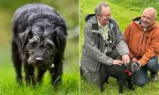 Ted the Terrier to Appear Posthumously in New Gone Fishing Series