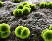 Teen dies, two ill in Berkshire meningitis outbreak