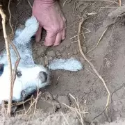 Terrier Survives Two Days Buried in Mud After Vanishing in Yorkshire