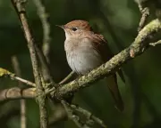 The Book of Birds Audiobook Review: A Love Letter to Threatened Species