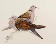 The Lost Words Duo Reunite for The Book of Birds on UK Endangered Species