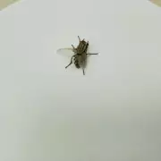 Three Overlooked Kitchen Spots That Attract Flies in Summer