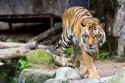 Tiger Shot Dead by German Police After Escaping Enclosure and Attacking Keeper