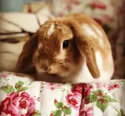 Tilly the Rabbit: How a Fluffy Menace Taught Us About Parenthood