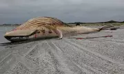 Timmy the Whale Dies: Failed Baltic Rescue Ends on Danish Beach