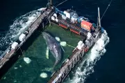 Timmy the Whale's Fate Sparks Debate on Conservation vs. Animal Rights