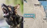Toddler Critically Injured After Dog Attack in Queensland