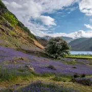 Top 5 Lake District Bluebell Woods for Stunning Spring Views