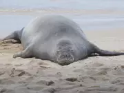 Tourist Accused of Hurling Rock at Endangered Hawaiian Monk Seal Claims He Was Protecting Turtles