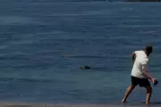 Tourist Who Threw Rock at Rare Seal Faces Backlash, Lawyer Claims