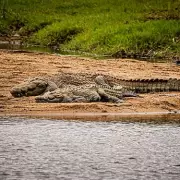 Tourists Stabbed to Death in Kruger Park, Bodies Dumped in Crocodile River