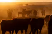 Trump Plans to Boost Beef Imports to Combat Record-High Prices