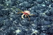 Trump's Deep-Sea Mining Push Fuels New Firms and Fast-Track Rules