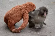 Two Americans Arrested After Man Climbs into Baby Monkey Enclosure at Japanese Zoo