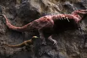 Tyrannosaur Fossil Reveals Scavenging on Larger Relatives