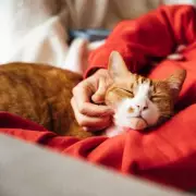 UK Animal Bite Infections Hit Record High After Lockdown Pet Boom