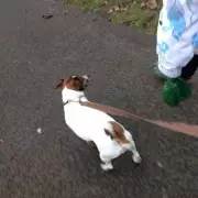 UK Councils Clarify Which Bin Dog Poo Goes In: Check Your Area