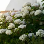 UK Gardeners Urged to Ditch Hydrangeas for 3 Colourful Alternatives