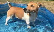 UK Heatwave: Essential Tips to Keep Pets Safe as Temperatures Hit 33°C
