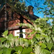 UK Homeowners Warned as Japanese Knotweed Enters Peak Growing Season