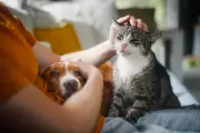 UK Landlords Must Now Accept Pets Unless They Have a Good Reason