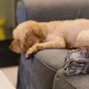 UK Pet Ownership Laws 2026: Age Rules, Licences & Renter Rights
