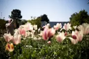 UK Temperatures Could Reach Mid-20s by Late May Bank Holiday