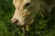 UK Tightens Waste Carrier Laws After Cow Granted Licence