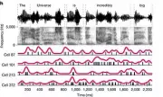 Unconscious Brain Processes Language, Study Reveals