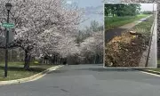 Uproar in Maryland Suburb as Cherry Blossom Trees Are Cut Down Without Warning