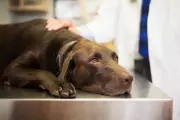 US Dog Food Recall: Albright's Raw Pet Food Over Salmonella Fears