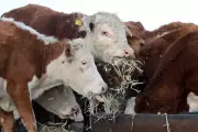 US Justice Department Probes Beef Industry as Prices Hit Record Highs