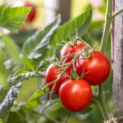 Use Banana Peels for Thriving Tomato Plants: Natural Fertilizer Hack