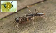 Venomous Asian Needle Ants Spread Across 20 US States, Triggering Allergy Fears