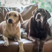 Vet explains cloudy eyes in senior dogs are normal sign of ageing gracefully
