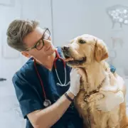 Vet Names Border Collie as Hardest Dog Breed to Own, Not Labrador or Pug