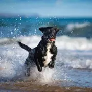 Vet Reveals 10 Healthiest Dog Breeds in the UK with Fewer Health Issues