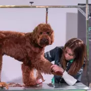 Vet Reveals 5 Dog Breeds She Would Never Own Due to Health Issues