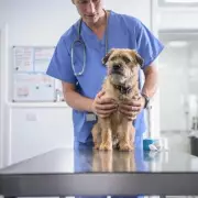 Vet Reveals Heartbreaking Signs Owners Miss Before Putting Pets Down
