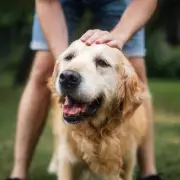 Vet reveals three common mistakes that could shorten your pet's life