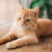 Vet Shares 4 Simple Ways to Keep Cats Cool During UK Heatwave